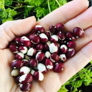 Fagiola Barba Di Frate Pole Bean Seeds