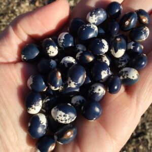 Blue & White of Bernardo Pole Bean Seeds