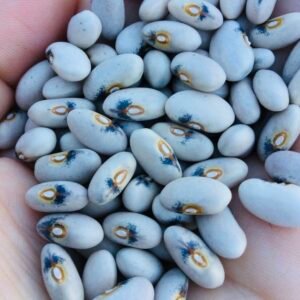 Atlas Pole Bean Seeds