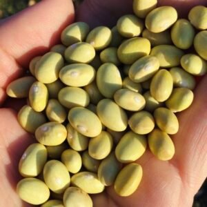 Gialèt della Val Belluna Pole Bean Seeds