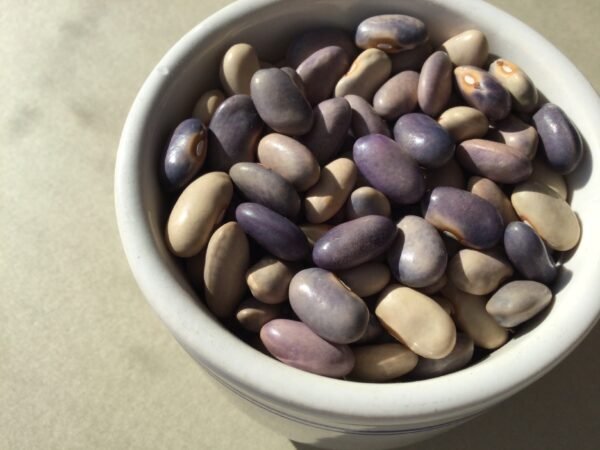 Porcelain Bush Bean Seeds