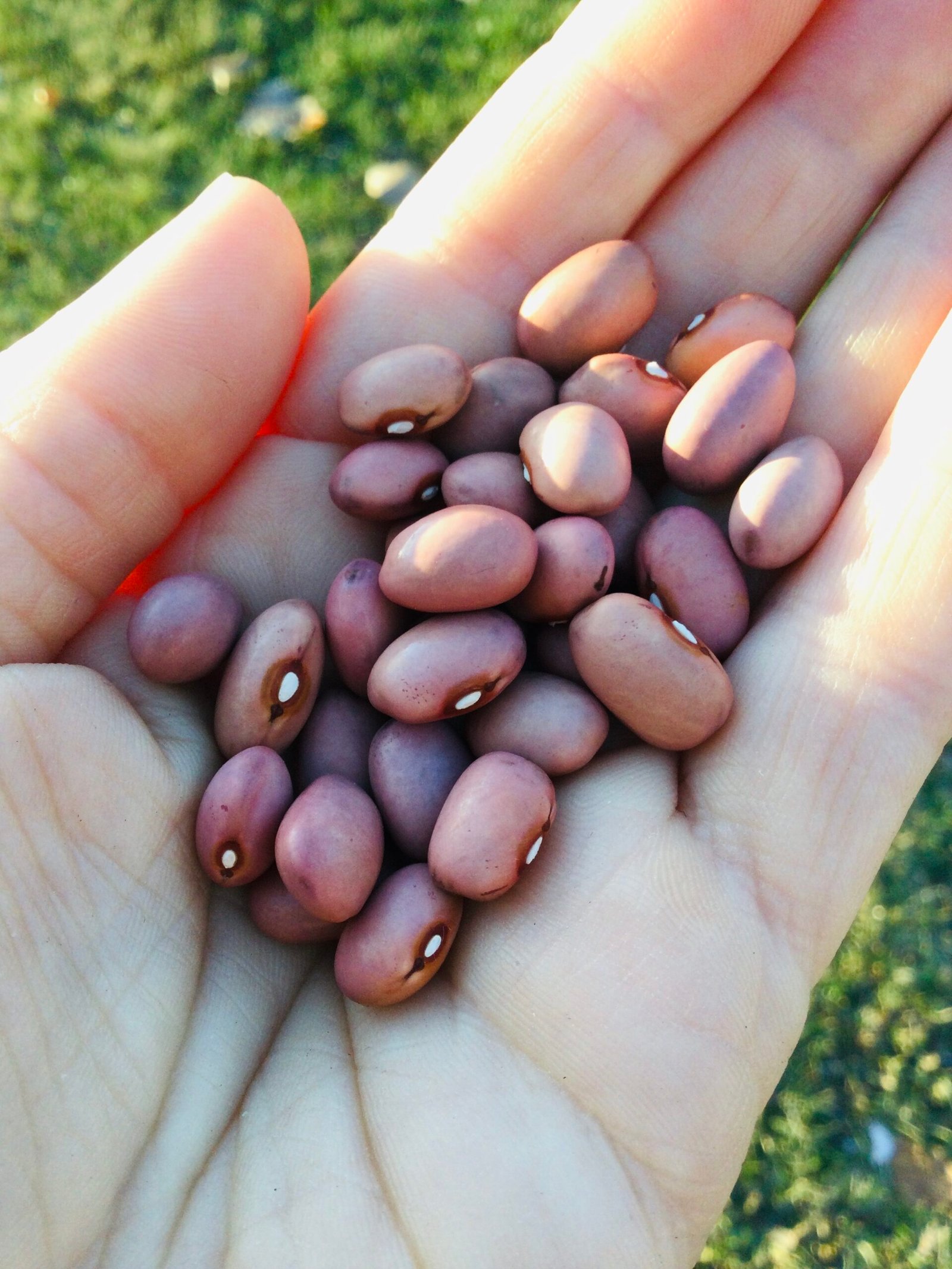 Olga's Bush Bean Seeds