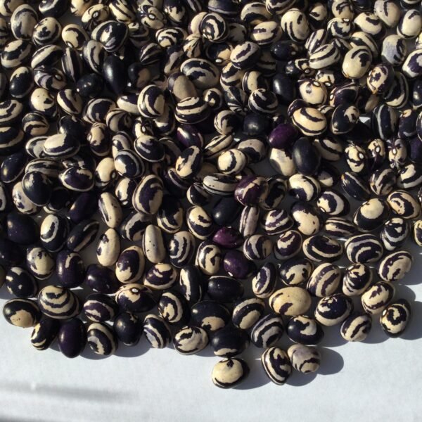 Coree de Sang Pole Bean Seeds