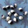 Hemelvaartboontje Pole Bean Heirloom Seeds. Grown in Sudbury, Ontario, Canada. Organically Grown. Heritage Hobby Seed Ark.