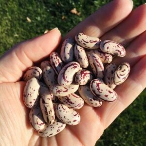 Resilient Goose Pole Bean Seeds