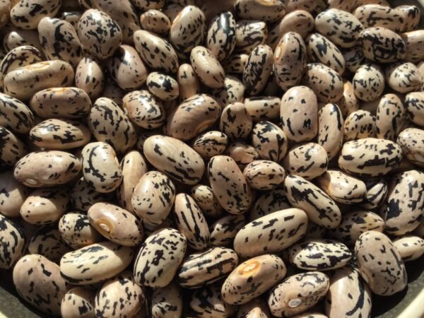 Brizzolo Toscana Pole Bean Seeds