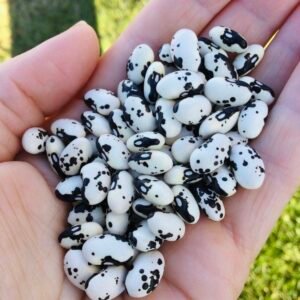 Mandy's Orca Bush Bean Seeds