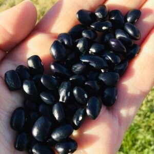 Blue Shackamaxon Pole Bean Seeds
