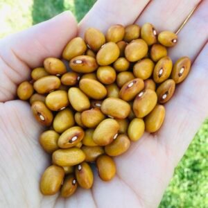 Einbohne Gretes Garten Bush Bean Seeds