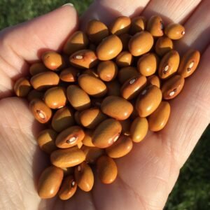 Hundert Aus Einer Bush Bean Seeds