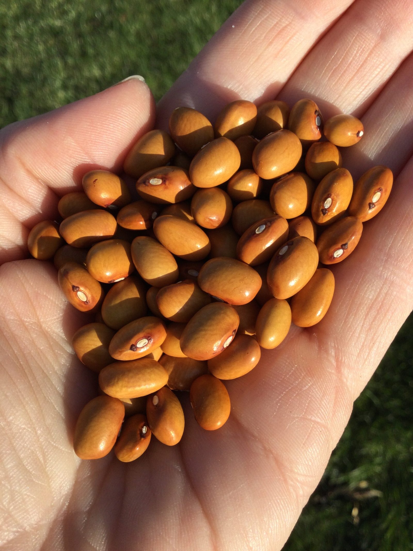 Hundert Aus Einer Bush Bean Seeds