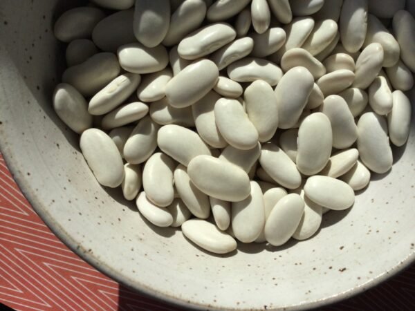 Harvey's White Haricot Pole Bean Seeds