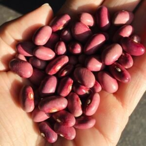 Tirana's Rotviolette Pole Bean Seeds