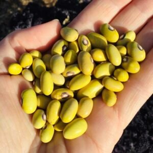 Oude Sloveense Boterboon Pole Bean Seeds