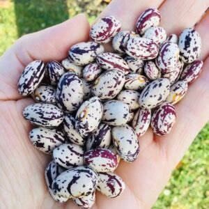 Fagy Után Pole Bean Seeds