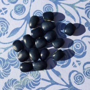 Nonna Agnes Blue Pole Bean Seeds