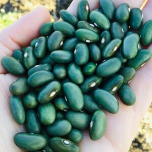 Mbombo Semi - Runner Bean Seeds