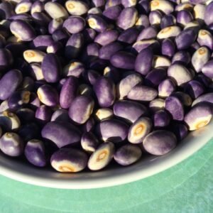 Purple Dove Bush Bean Seeds