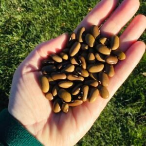 Friese Woodboun Bush Bean Seeds
