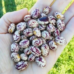 Lambada Pole Bean Seeds