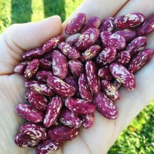 Cranberry Onondaga Bush Bean Seeds