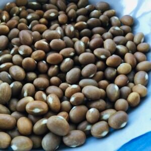 Dikpenske Bush Bean Seeds