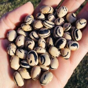 Marie Louise Pole Bean Seeds