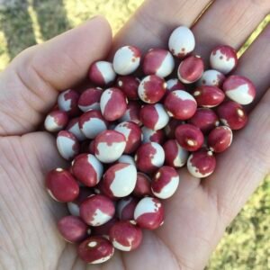 Tunny Pole Bean Seeds