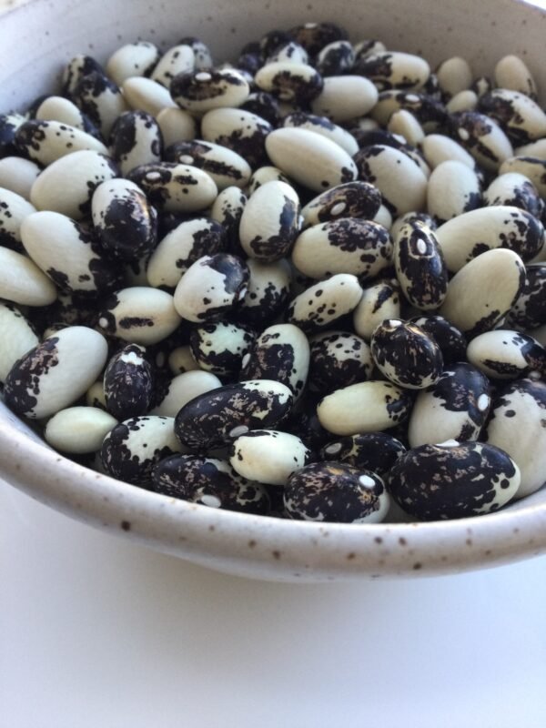 Mascarade de Briel Pole Bean Heirloom Seeds. Grown in Sudbury, Ontario, Canada. Organically Grown. Heritage Hobby Seed Ark.