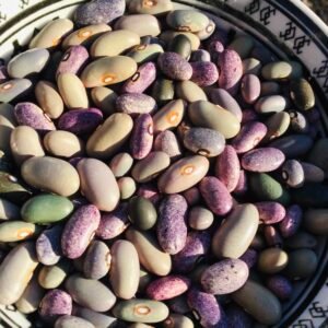 Malawi Mix Semi - Runner Bean Seeds