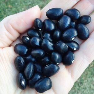 Olivia Pole Bean Seeds