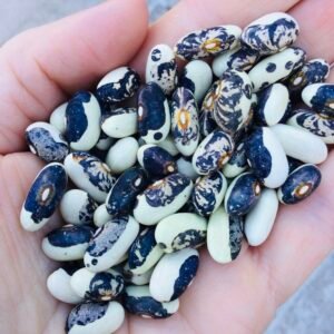 Ocean View Bush Bean Seeds