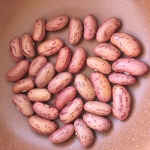 Rote Hagnauer Bush Bean Heirloom Seeds Grown in Sudbury, Ontario, Canada. Grown Organically. Heritage Hobby Seed Ark.