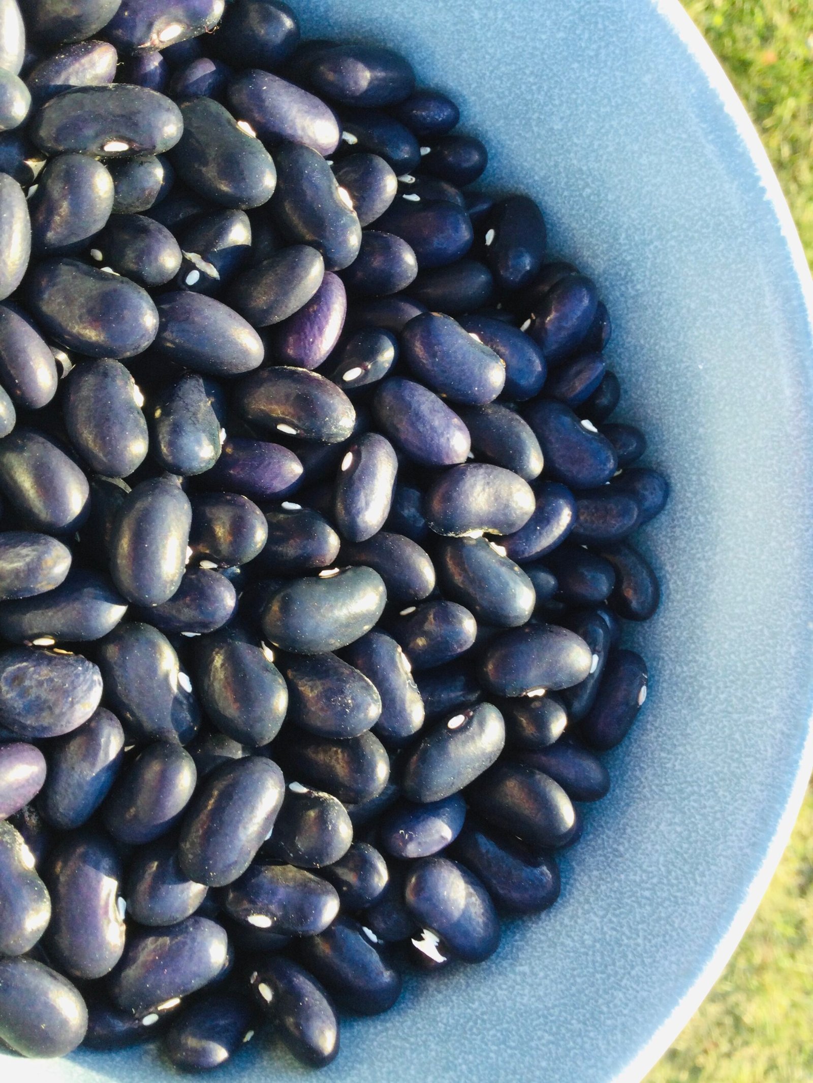 Grandma Gina's Pole Bean Seeds - Image 2