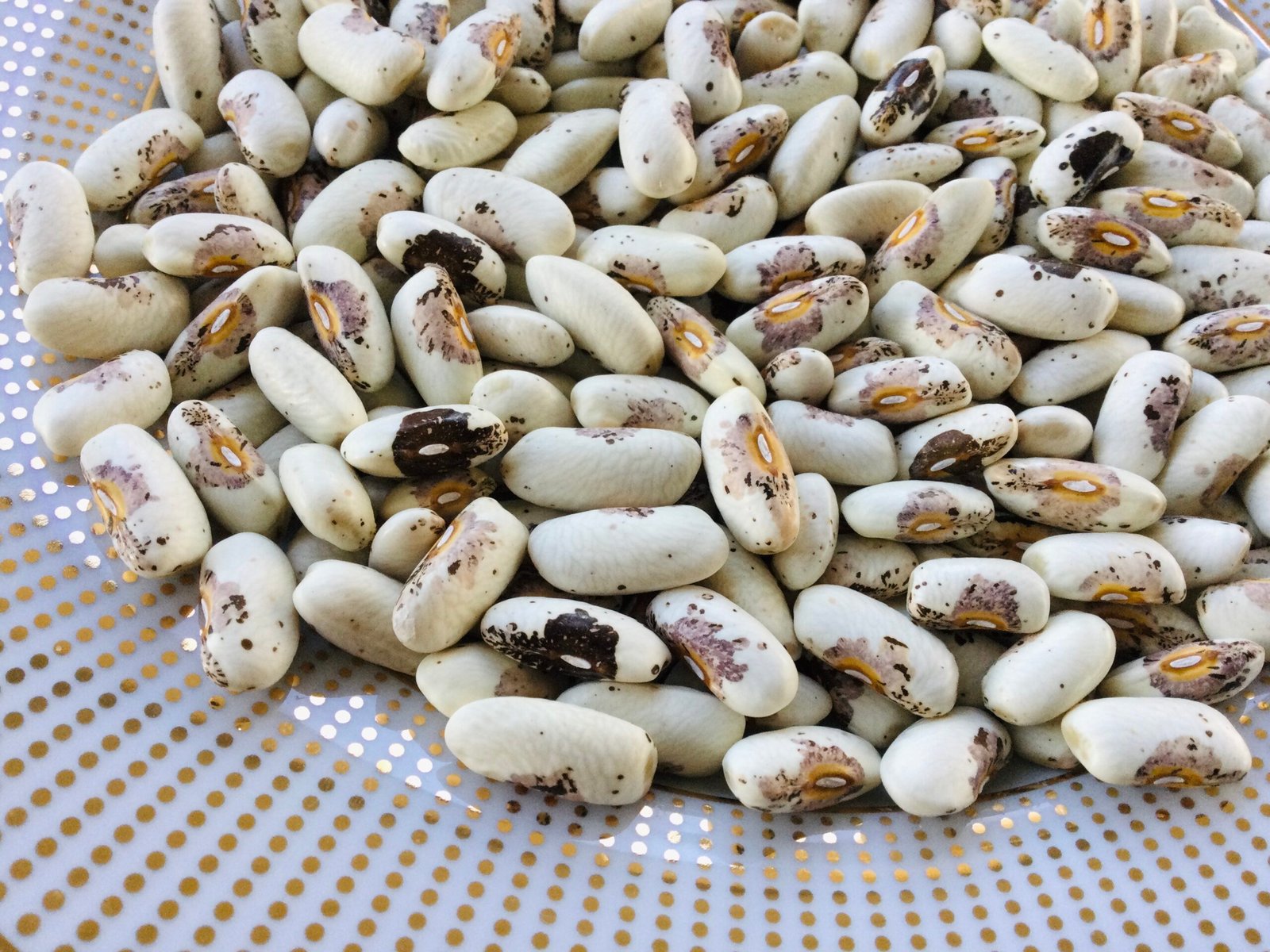 Mazeppa Bush Bean Seeds