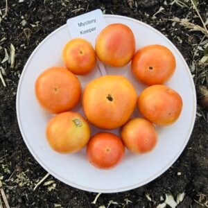 Mystery Keeper Tomato Seeds