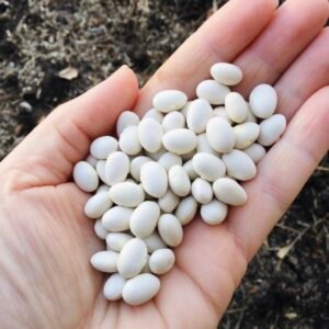 Cocaigne Bush Bean Seeds