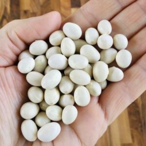 Avellaneda de Llavorsi Pole Bean Seeds