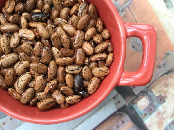 Landfrauen Pole Bean Heirloom Seeds. Grown in Sudbury, Ontario, Canada. Organically Grown. Heritage Hobby Seed Ark.