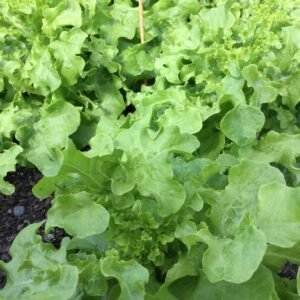 Feuille de Chêne Blonde Lettuce Seeds