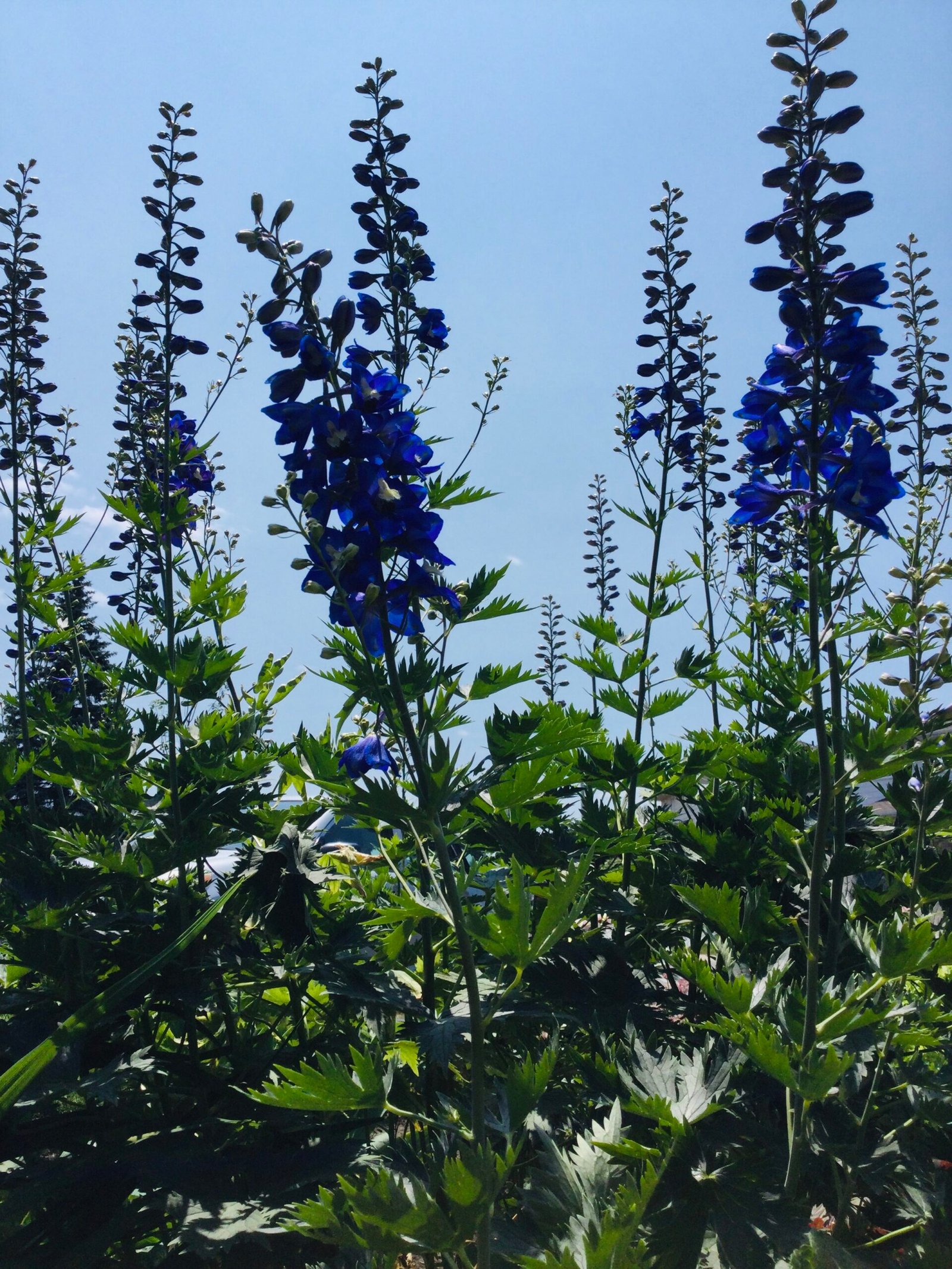 Blue Delphinium Mix Seeds - Image 6