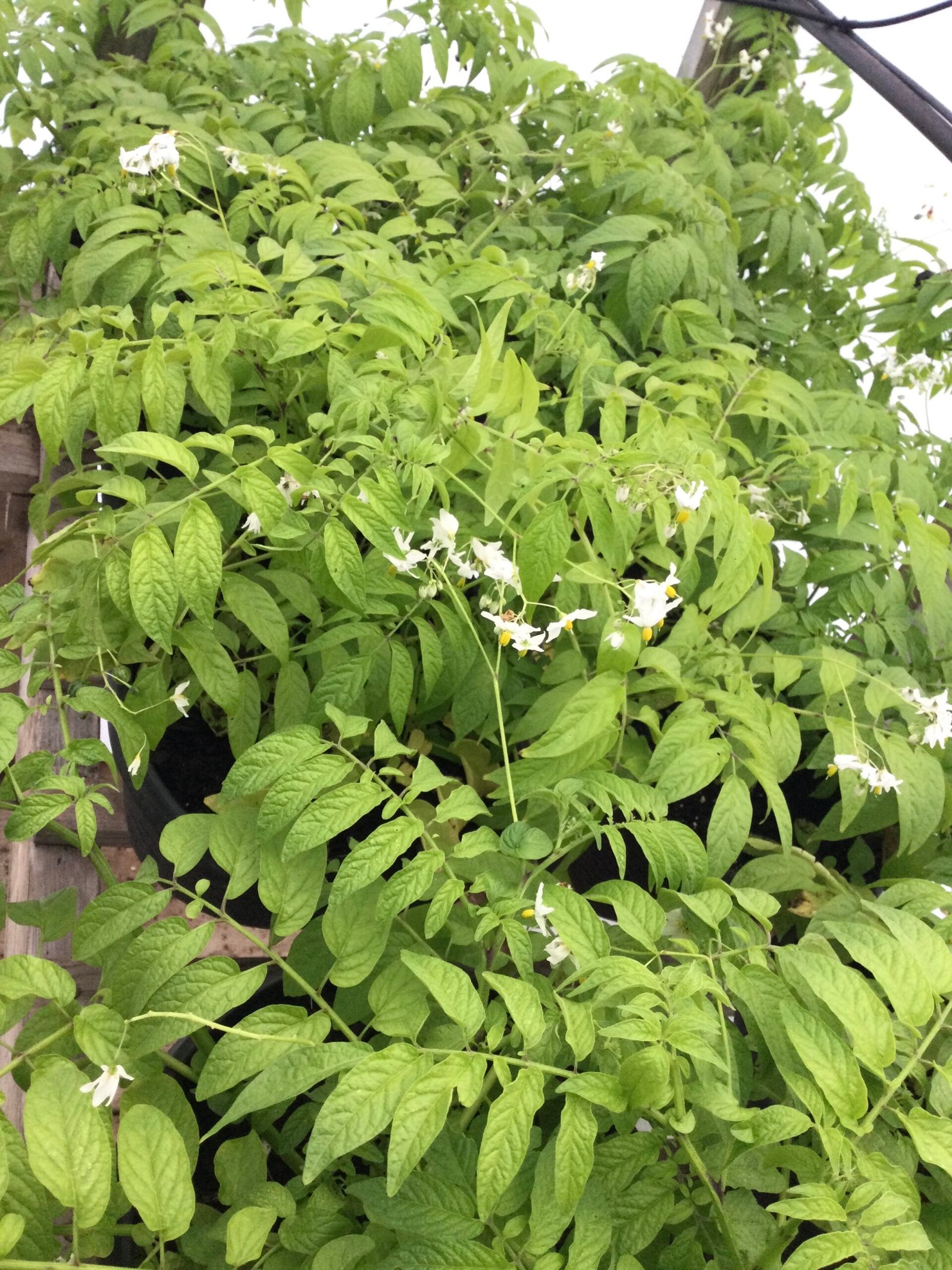 Tzimbalo Fruit - Image 2