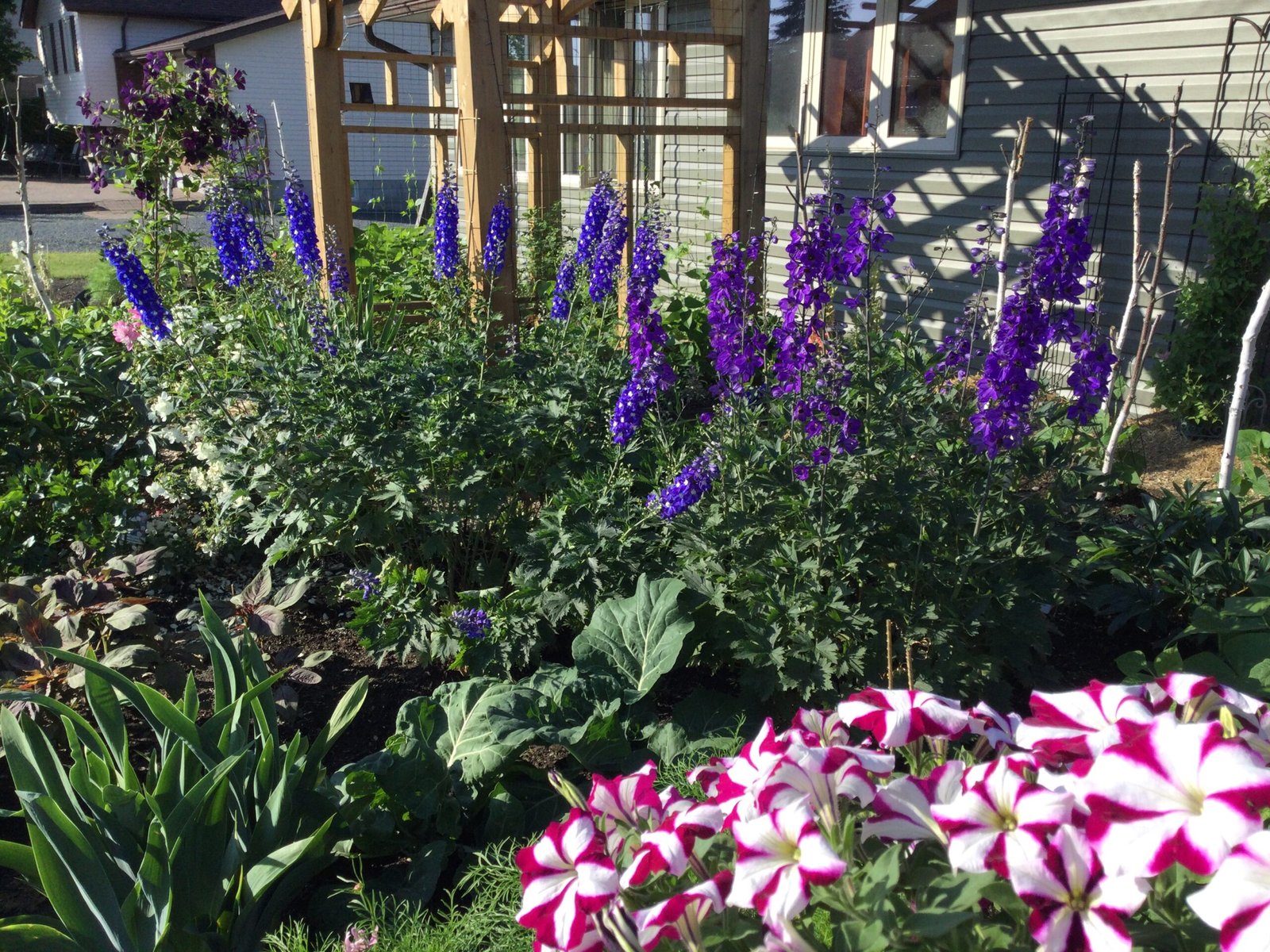 Blue Delphinium Mix Seeds - Image 2