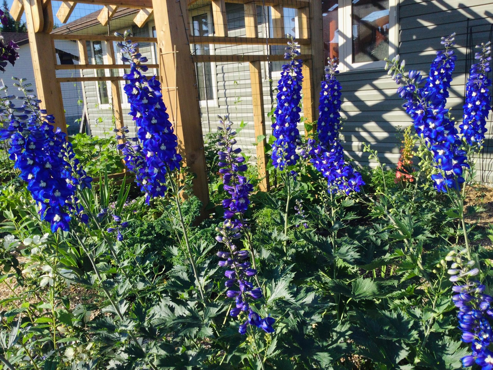 Blue Delphinium Mix Seeds - Image 3