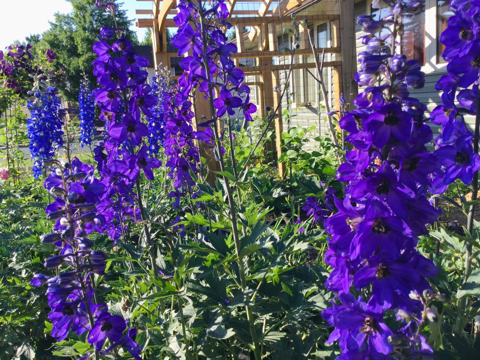 Blue Delphinium Mix Seeds - Image 4