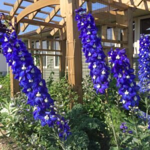 Blue Delphinium Mix Seeds