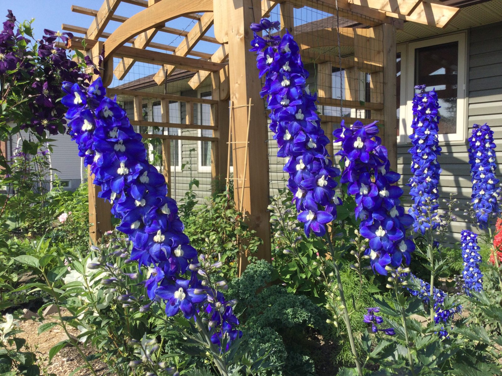 Blue Delphinium Mix Seeds
