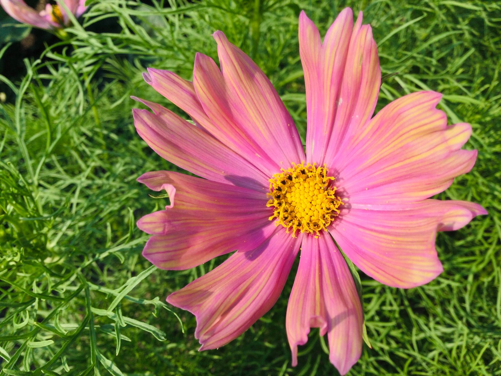 Apricotta Cosmos Seeds - Image 4