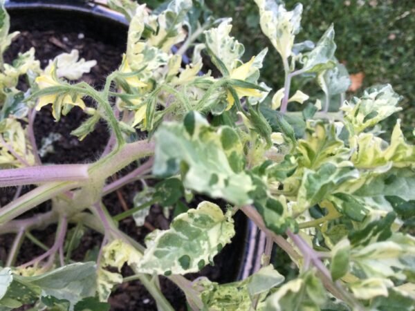 Shimofuri Variegated Tomato Seeds