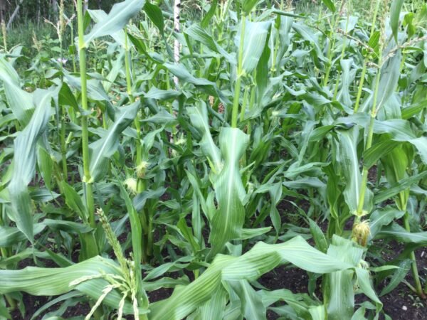 Yukon Supreme Corn Seeds